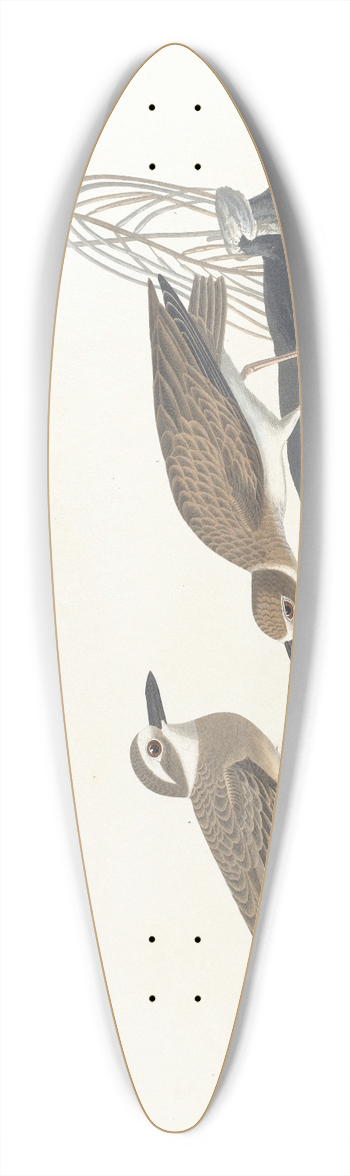 John James Audubon - Wilsons plover 39.3 inch art pintail longboard deck