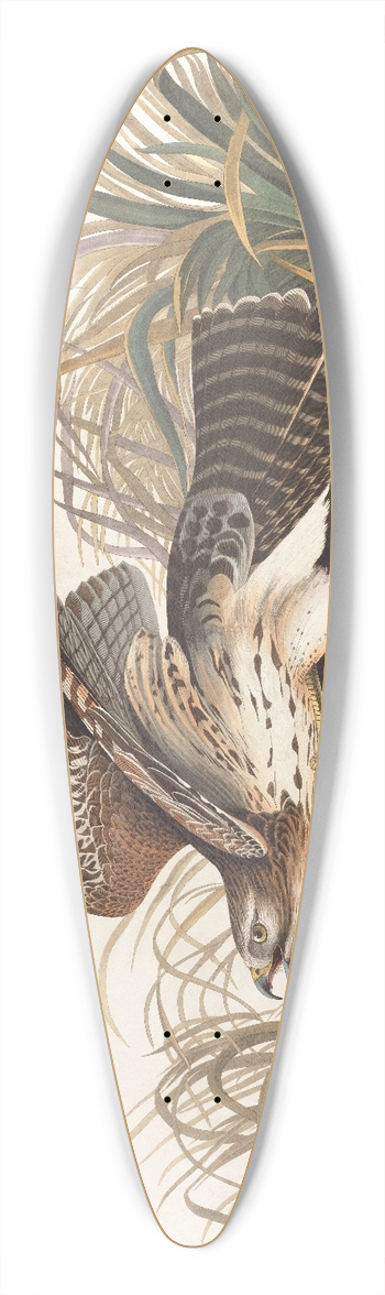 John James Audubon - Winter hawk 39.3 inch art pintail longboard deck