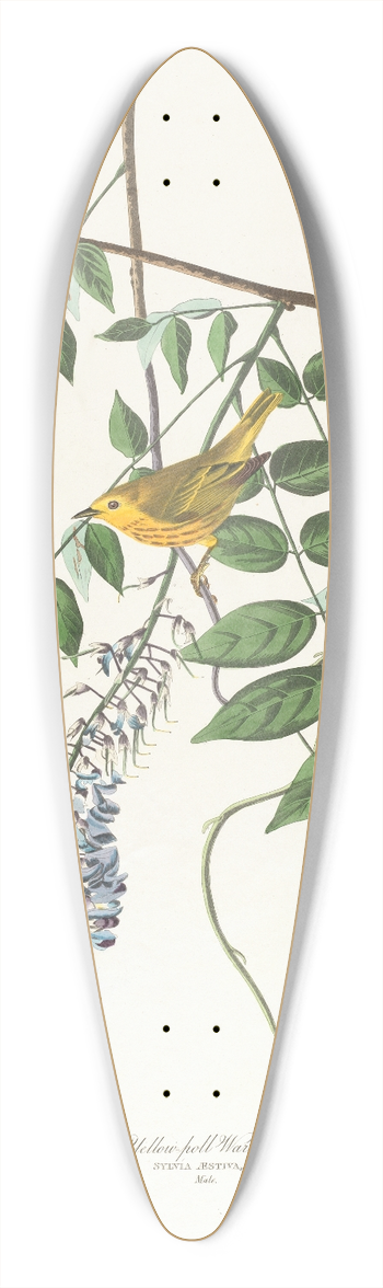 John James Audubon - Yellow-poll warbler 39.3 inch art pintail longboard deck