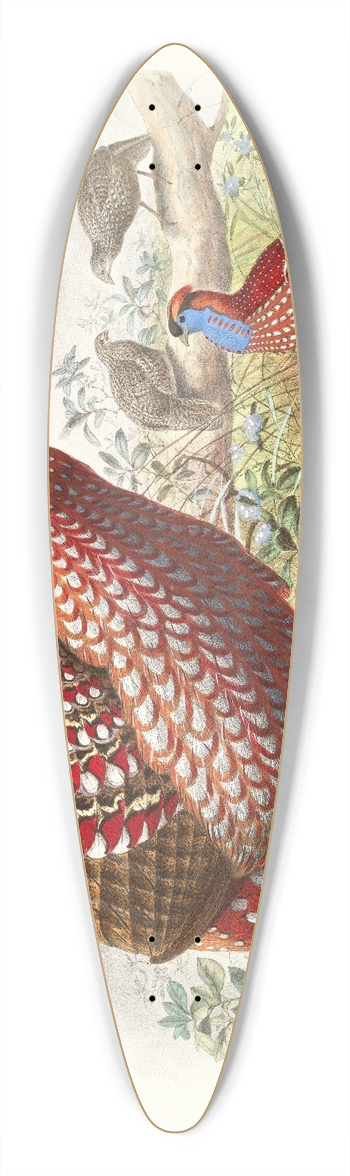 Joseph Smit - Ceriornis Temmincki. 39.3 inch art pintail longboard deck