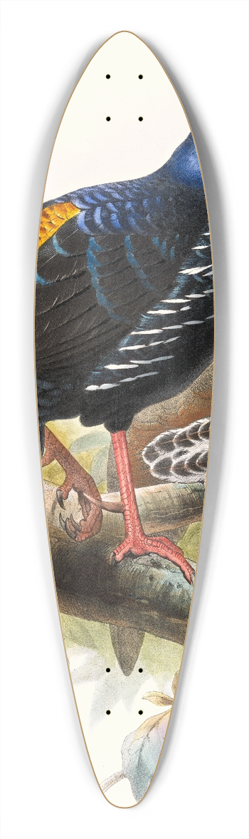 Joseph Smit - Euplocomus ignitus. 39.3 inch art pintail longboard deck