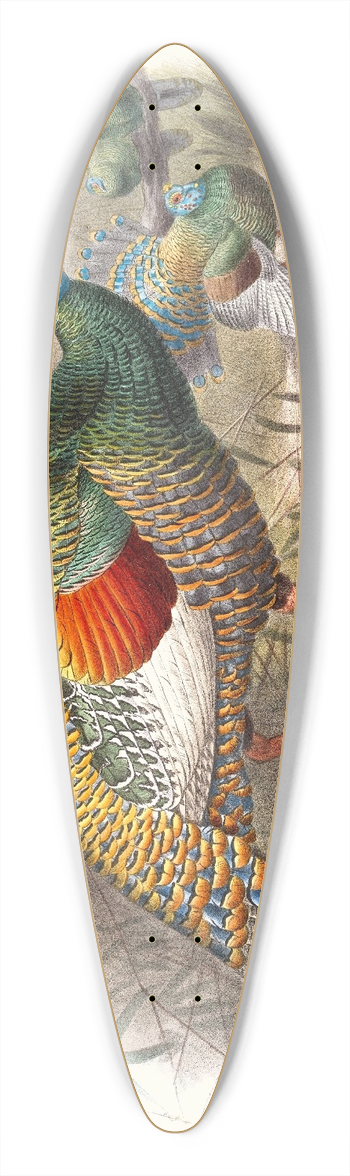 Joseph Smit - Meleagris ocellata. 39.3 inch art pintail longboard deck