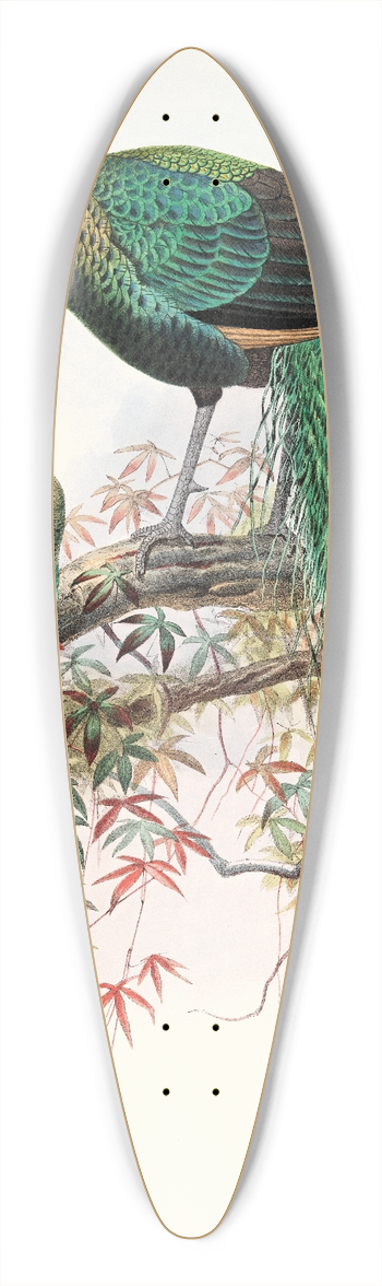 Joseph Smit - Pavo muticus. 39.3 inch art pintail longboard deck