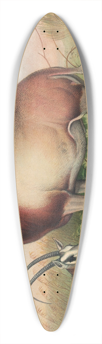 Joseph Wolf - The Leucoryx Antelope 39.3 inch art pintail longboard deck