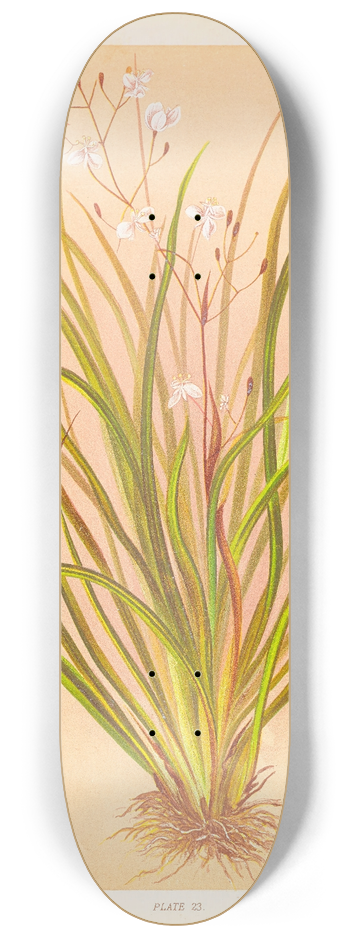 Georgina Burne Hetley - Libertia Exioides 8.25 inch art skate deck