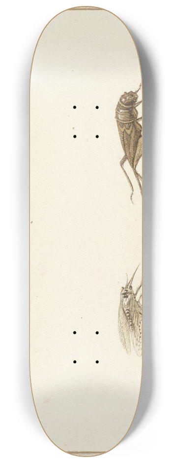Gerardus van Veen - Twee insecten 8.25 inch art skate deck