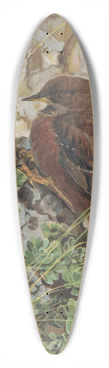 Lo-Paul Robert - Accenteur des Alpes 39.3 inch art pintail longboard deck