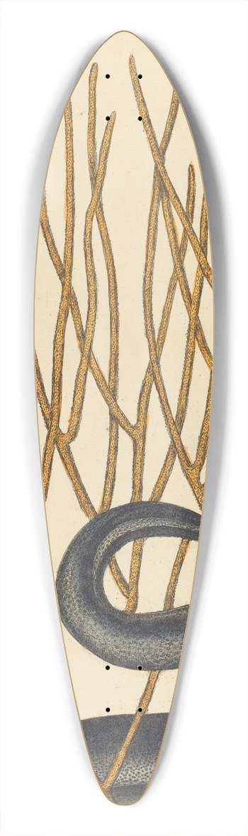 Mark Catesby - The Black Muray (Muraenae helenae varietas) 39.3 inch art pintail longboard deck