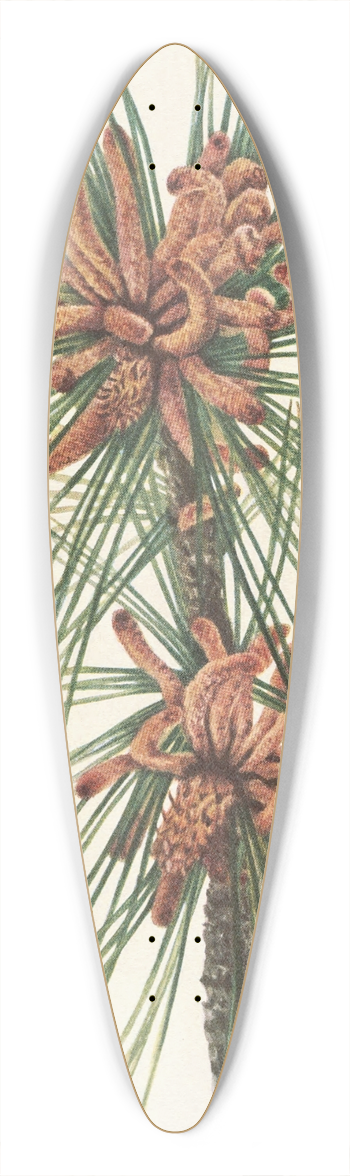 Mary Vaux Walcott - Loblolly Pine. Pinus taeda 39.3 inch art pintail longboard deck