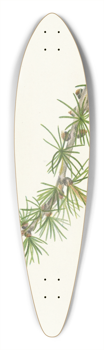 Mary Vaux Walcott - Lyall Larch. Larix lyallii 39.3 inch art pintail longboard deck