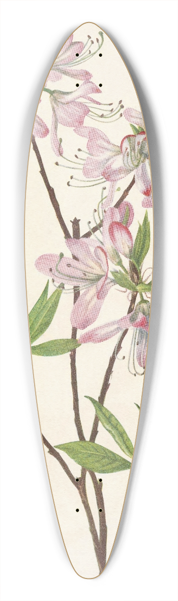 Mary Vaux Walcott - Pinkshell Azalea. Azalea vaseyi 39.3 inch art pintail longboard deck