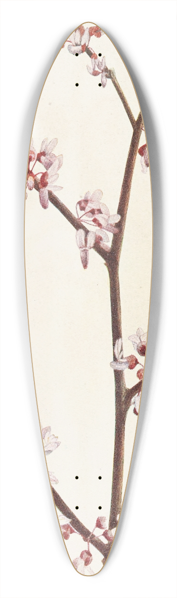 Mary Vaux Walcott - Redbud. (Cercis canadensis) 39.3 inch art pintail longboard deck