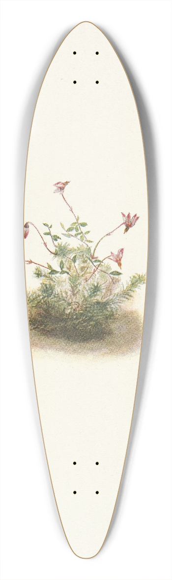 Mary Vaux Walcott - Small Cranberry. Oxycoccus palustris 39.3 inch art pintail longboard deck