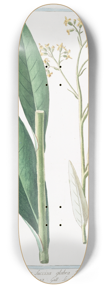 Giorgio Bonelli - Scabiosa sive Succisa glabra  Scabiosa  Scabieuse. (Devilsbit) 8.25 inch art skate deck