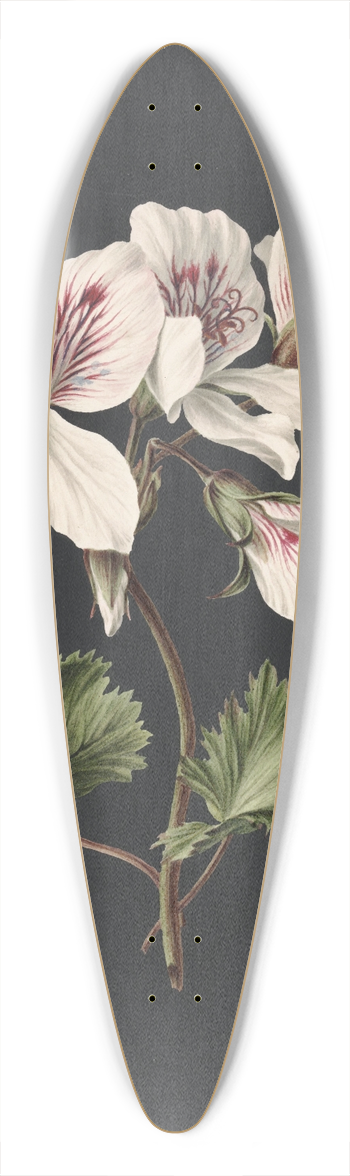 M. de Gijselaar - Pelargonium album bicolor 39.3 inch art pintail longboard deck