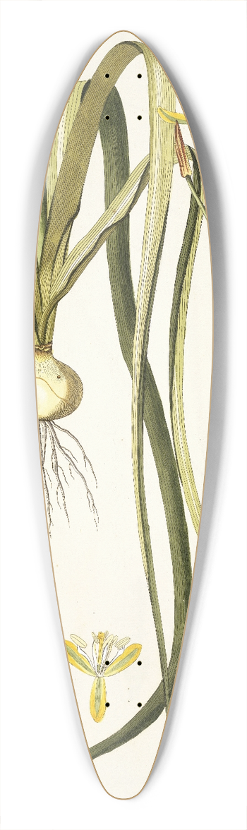 Nikolaus Joseph Freiherr von Jacquin - Albuca aurea 39.3 inch art pintail longboard deck