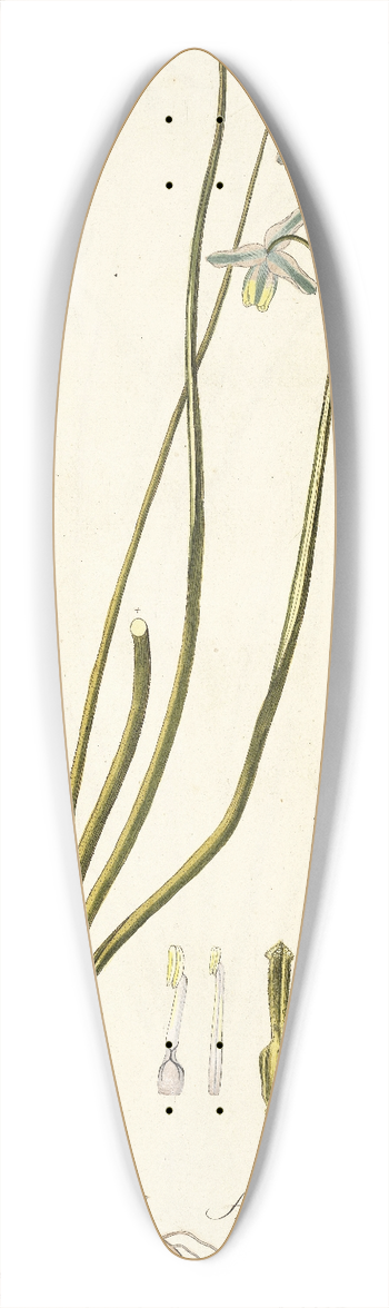 Nikolaus Joseph Freiherr von Jacquin - Albuca viscosa 39.3 inch art pintail longboard deck