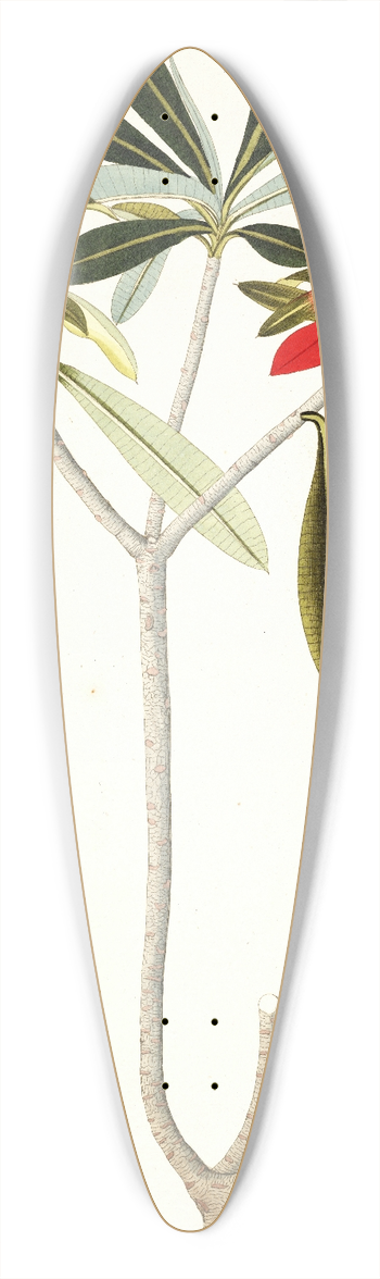 Nikolaus Joseph Freiherr von Jacquin - Euphorbia punicea 39.3 inch art pintail longboard deck