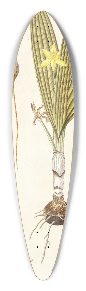 Nikolaus Joseph Freiherr von Jacquin - Hypoxis plicata 39.3 inch art pintail longboard deck
