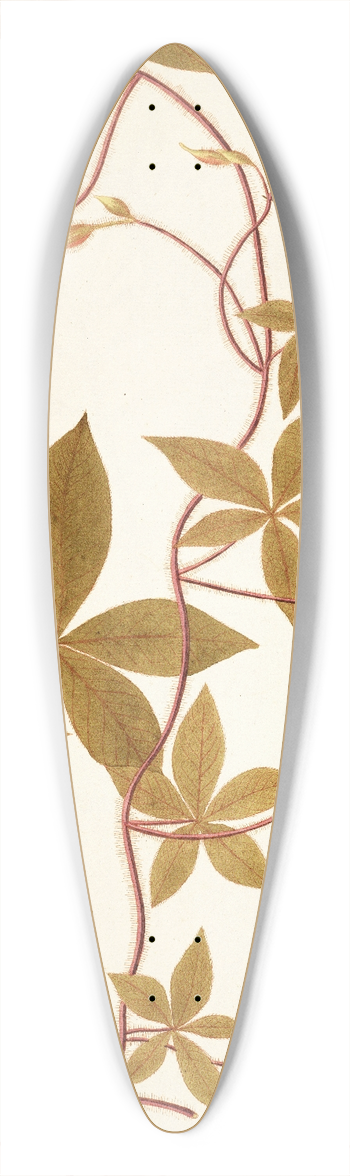 Nikolaus Joseph Freiherr von Jacquin - Ipomoea pentaphylla 39.3 inch art pintail longboard deck