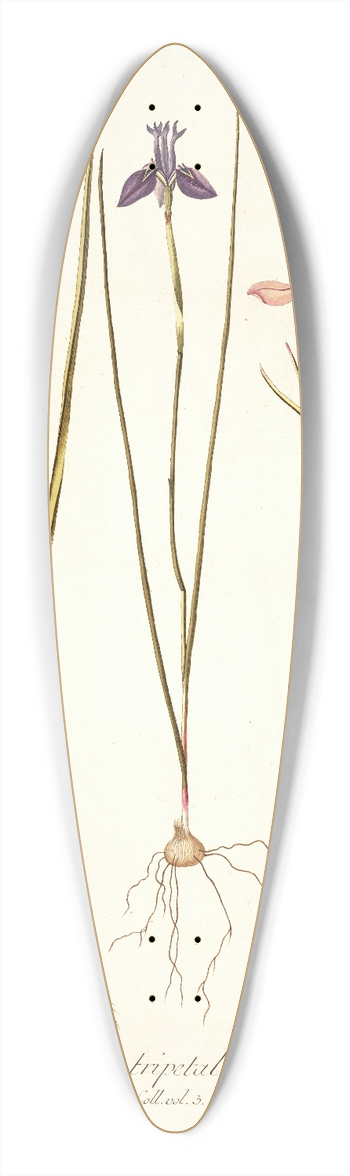 Nikolaus Joseph Freiherr von Jacquin - Iris tripetala 39.3 inch art pintail longboard deck