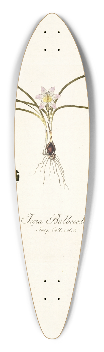 Nikolaus Joseph Freiherr von Jacquin - Ixia bulbocodium 39.3 inch art pintail longboard deck