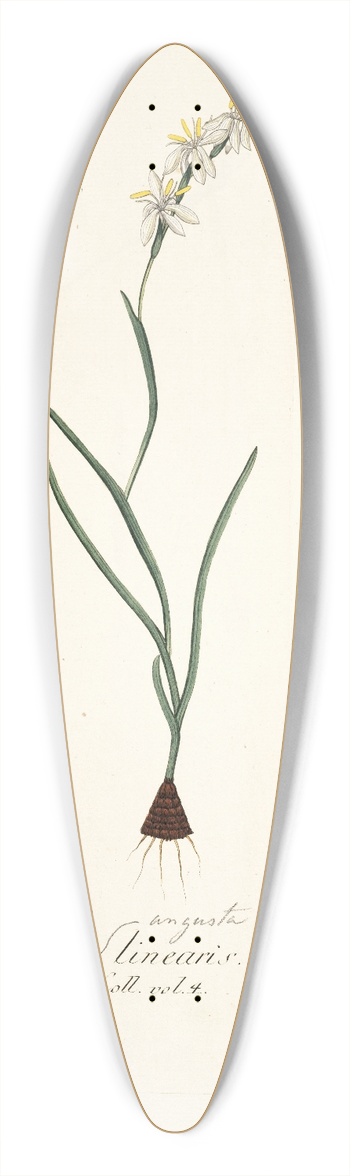 Nikolaus Joseph Freiherr von Jacquin - Ixia linearis 39.3 inch art pintail longboard deck