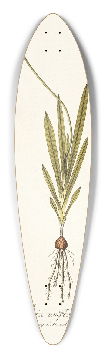 Nikolaus Joseph Freiherr von Jacquin - Ixia uniflora 39.3 inch art pintail longboard deck