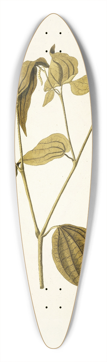 Nikolaus Joseph Freiherr von Jacquin - Piper medium 39.3 inch art pintail longboard deck