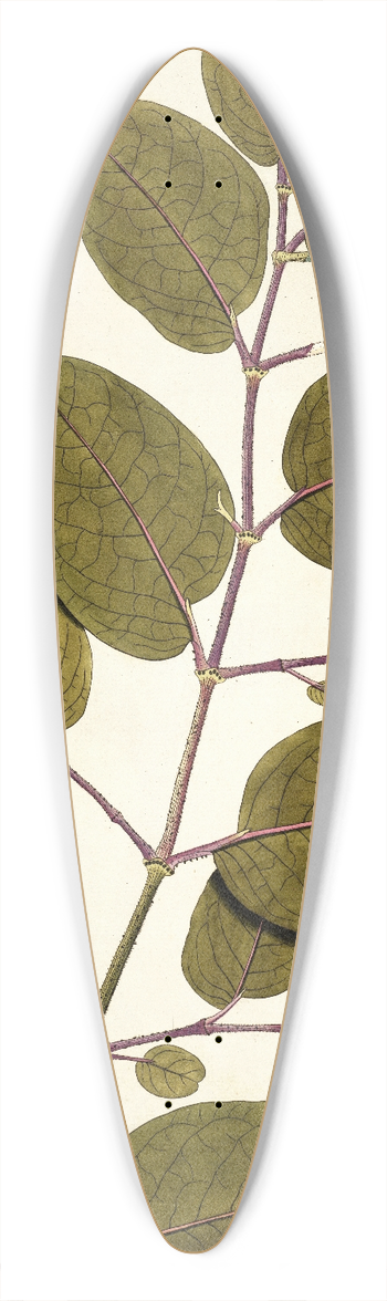 Nikolaus Joseph Freiherr von Jacquin - Piper tuberculatum 39.3 inch art pintail longboard deck