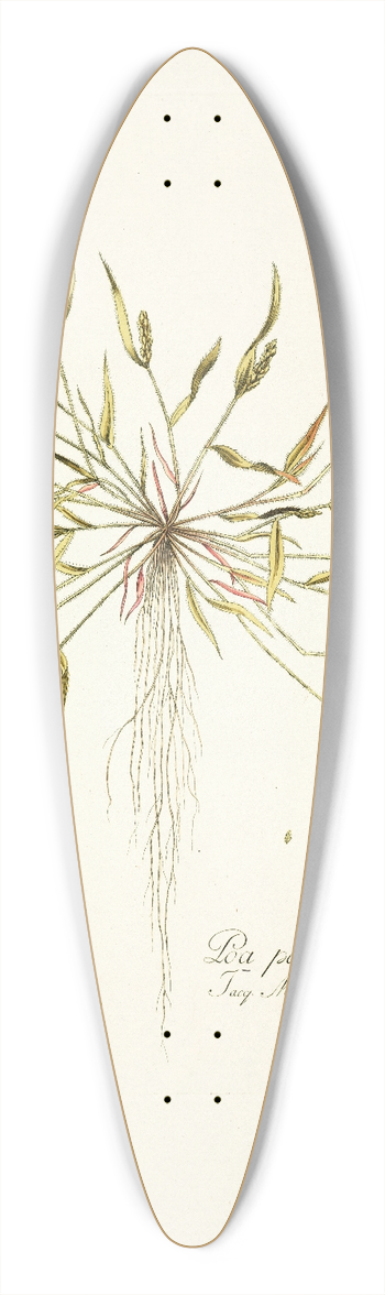 Nikolaus Joseph Freiherr von Jacquin - Poa peruviana 39.3 inch art pintail longboard deck