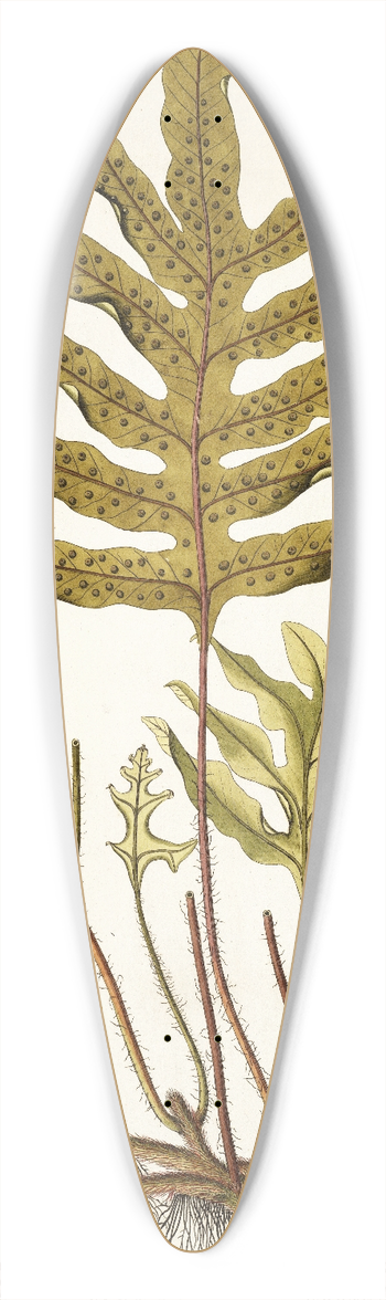 Nikolaus Joseph Freiherr von Jacquin - Polypodium phymatodes 39.3 inch art pintail longboard deck