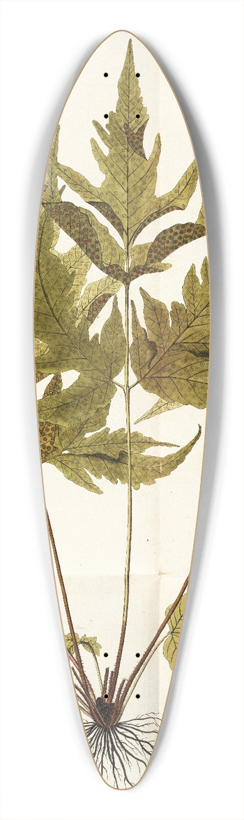 Nikolaus Joseph Freiherr von Jacquin - Polypodium trifoliatum 39.3 inch art pintail longboard deck
