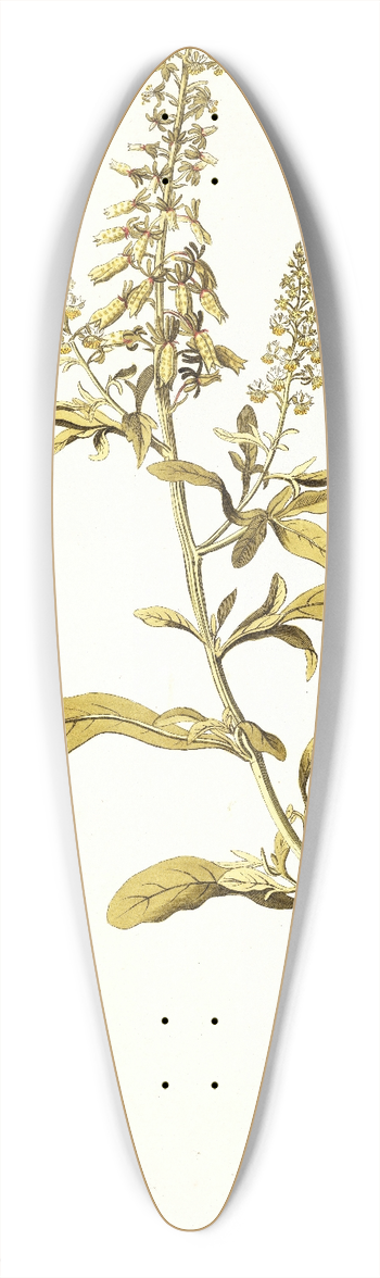 Nikolaus Joseph Freiherr von Jacquin - Reseda mediterranea 39.3 inch art pintail longboard deck