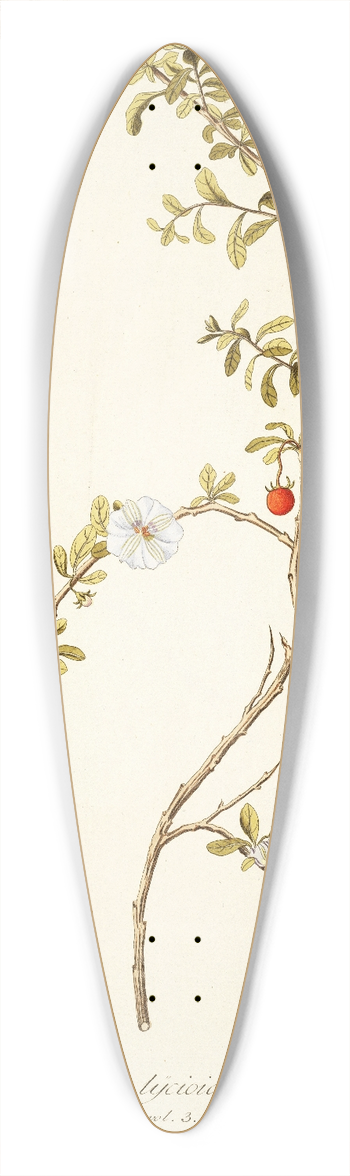 Nikolaus Joseph Freiherr von Jacquin - Solanum lycioides 39.3 inch art pintail longboard deck