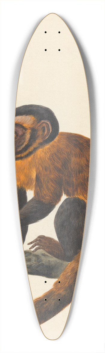 Peter Paillou the younger - A Capuchin 39.3 inch art pintail longboard deck
