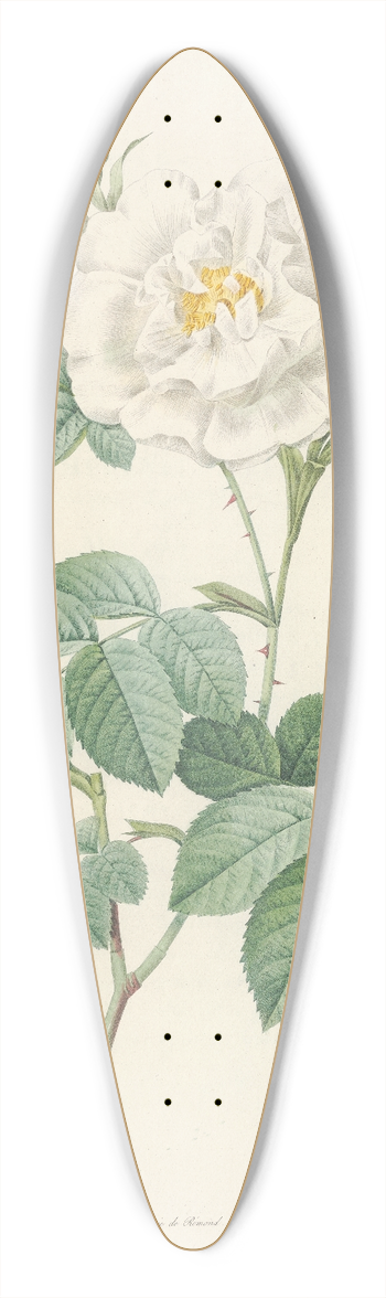 Pierre Joseph Redout - Rosa Alba Flore Pleno 39.3 inch art pintail longboard deck