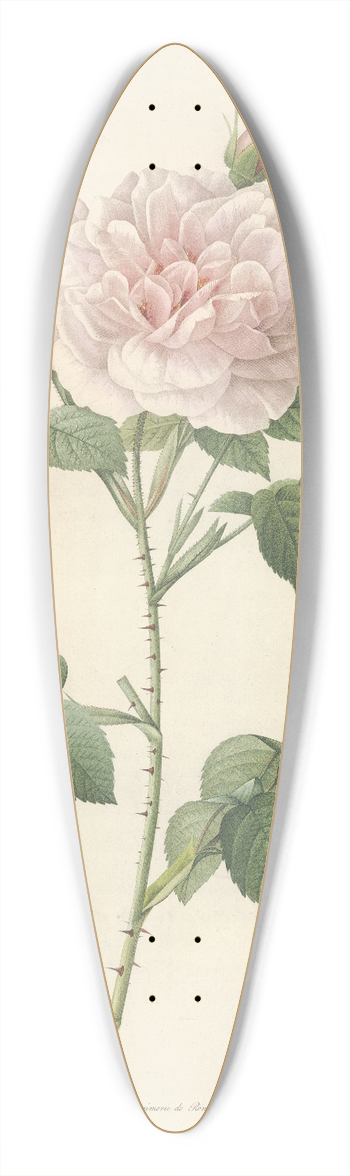 Pierre Joseph Redout - Rosa Alba Regalis 39.3 inch art pintail longboard deck
