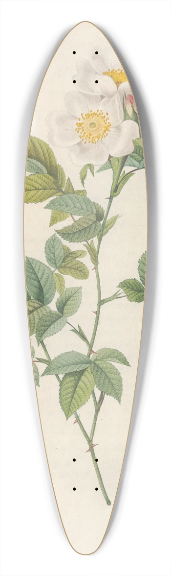 Pierre Joseph Redout - Rosa Andegavensis 39.3 inch art pintail longboard deck