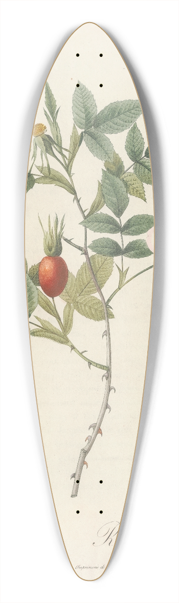 Pierre Joseph Redout - Rosa Biserrata 39.3 inch art pintail longboard deck