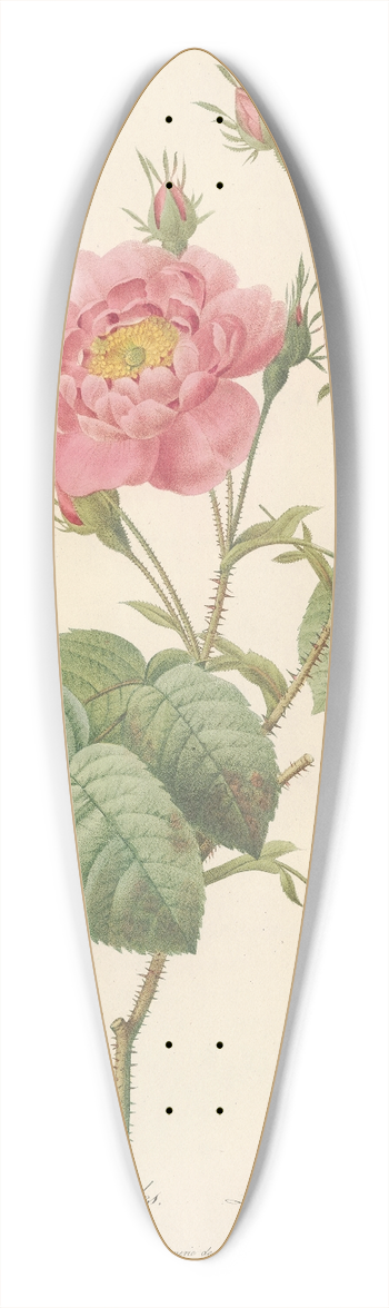 Pierre Joseph Redout - Rosa Centifolia Anemonoides 39.3 inch art pintail longboard deck