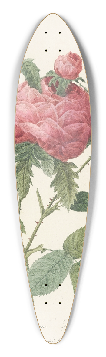 Pierre Joseph Redout - Rosa Centifolia Prolifera Foliacea 39.3 inch art pintail longboard deck