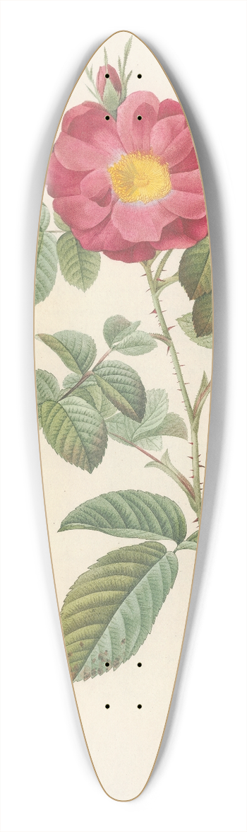 Pierre Joseph Redout - Rosa Damascena Coccinea 39.3 inch art pintail longboard deck