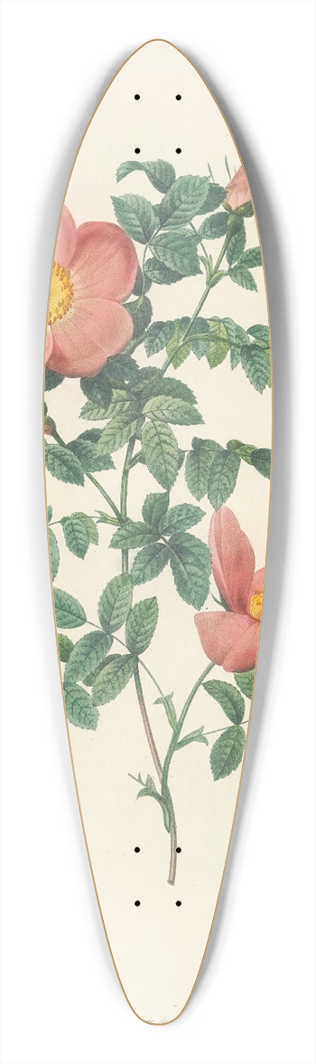 Pierre Joseph Redout - Rosa Eglanteria Sub Rubra 39.3 inch art pintail longboard deck