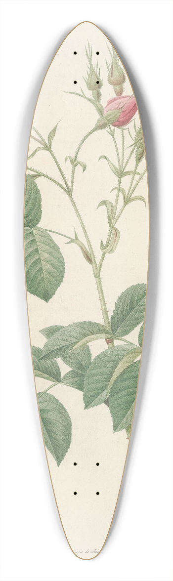 Pierre Joseph Redout - Rosa Evratina 39.3 inch art pintail longboard deck