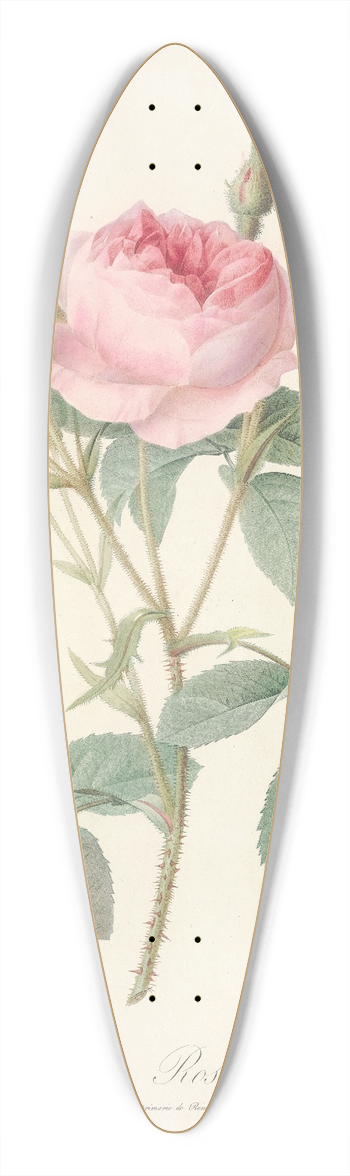 Pierre Joseph Redout - Rosa Muscosa Multiplex 39.3 inch art pintail longboard deck