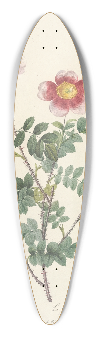 Pierre Joseph Redout - Rosa Pimpinellifolia Flore Variegato 39.3 inch art pintail longboard deck