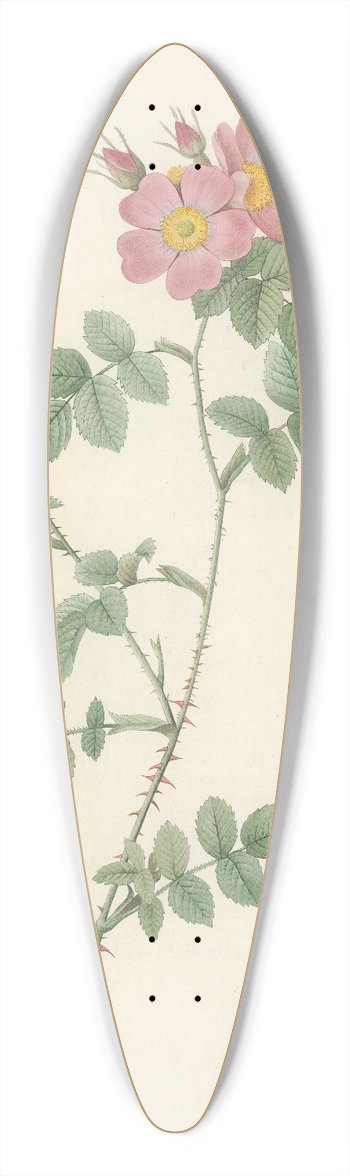 Pierre Joseph Redout - Rosa Rubiginosa Triflora 39.3 inch art pintail longboard deck