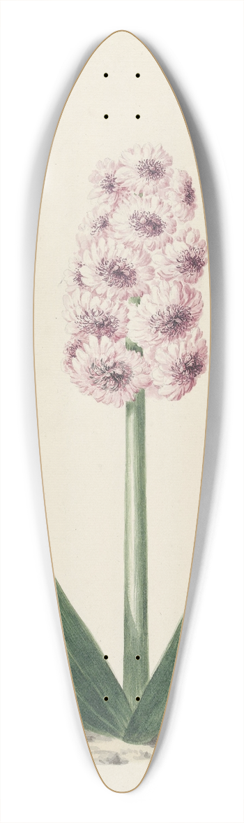 Pieter van Loo - Hyacint genaamd Surpasse Mine dOr 39.3 inch art pintail longboard deck
