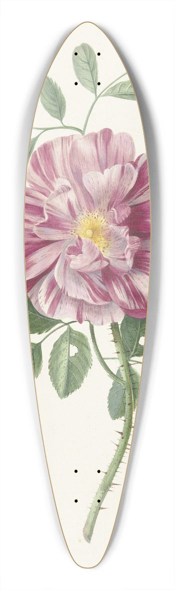 Pieter Withoos - Roos 39.3 inch art pintail longboard deck